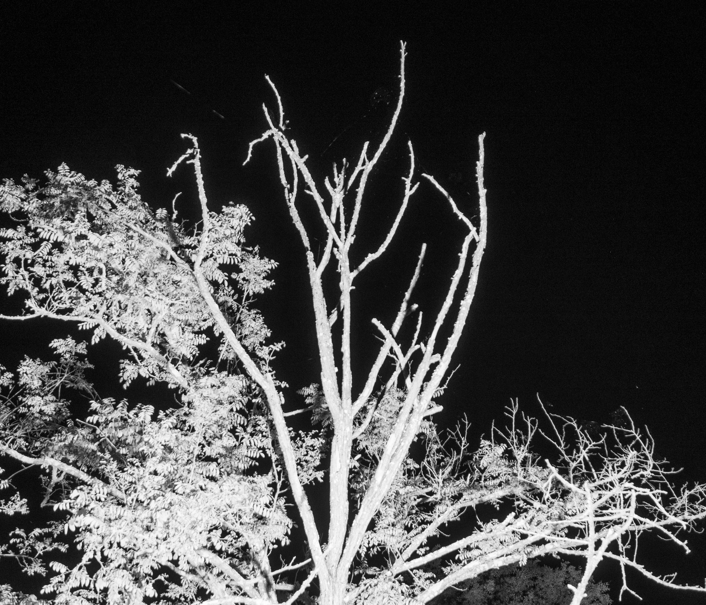 dark4